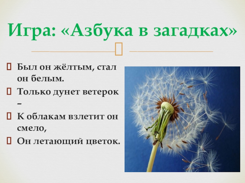 Сравнение одуванчика литературное чтение 2 класс. Загадка про одуванчик. Проект в начальной школе про одуванчик. Стих про одуванчик.