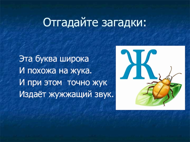 Жуки издают звуки. Это буква широка и похожа на жука. Загадка про жука. Жуки издающие звуки. Господин учитель Жук презентация 1 класс школа России.