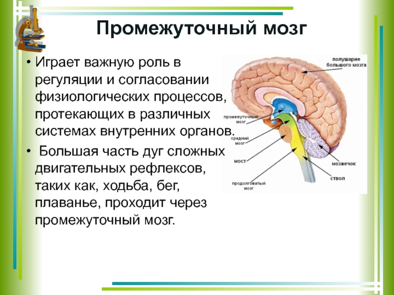 Промежуточный отдел функции. Строение промежуточного мозга таблица. Промежуточный мозг структура и функции. Промежуточный мозг строение и функции. Головной мозг строение промежуточный.