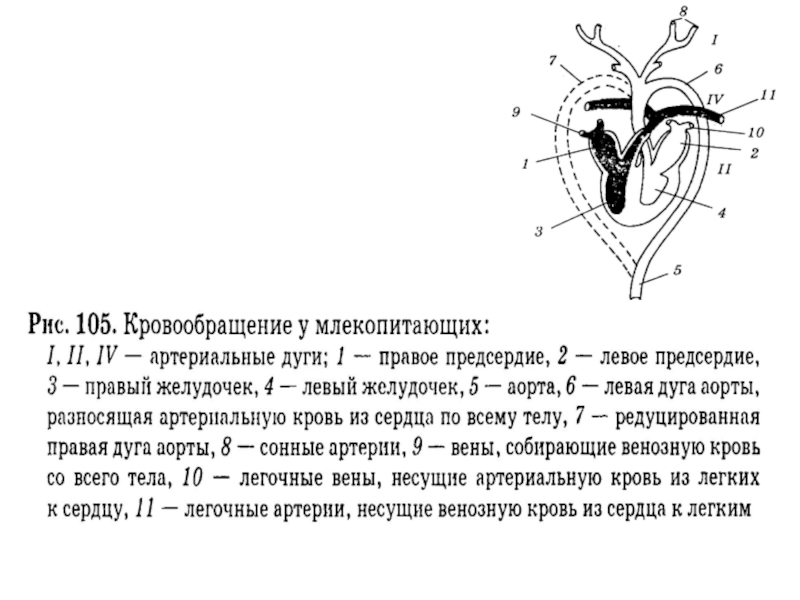 Схема сердца млекопитающего