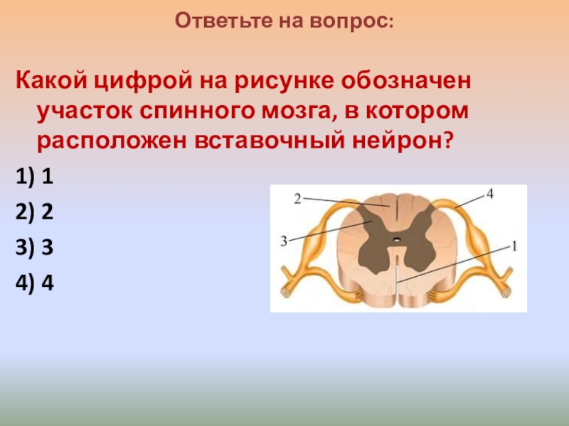 Спинномозговой канал обозначенный на рисунке цифрой