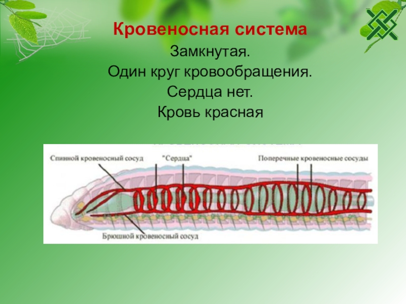 У каких червей замкнутая кровеносная система