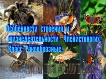Урок по биологии в 7 классе на тему Особенности строения и жизнедеятельности Членистоногих.Класс Ракообразные.