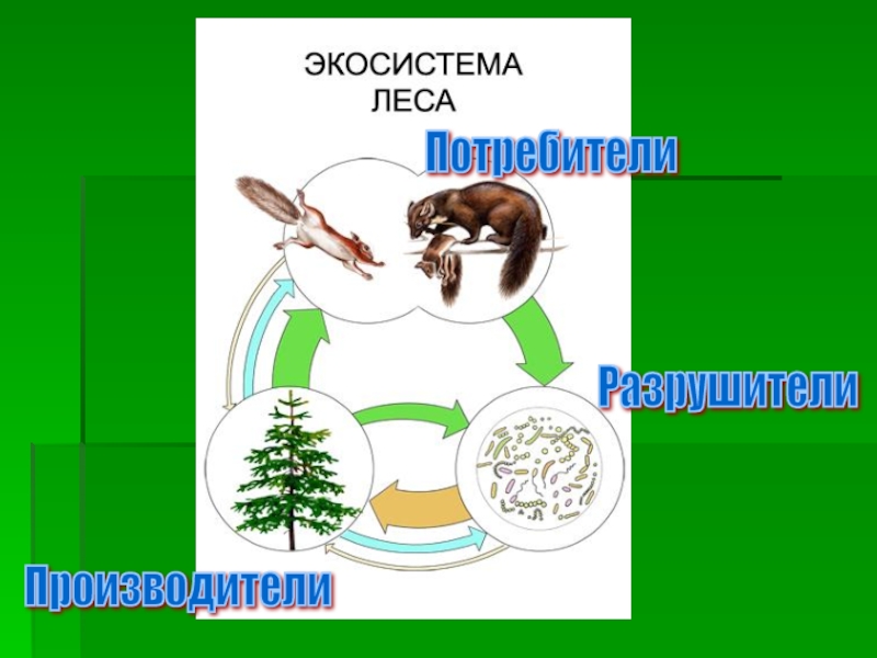 Схема лесной экосистемы