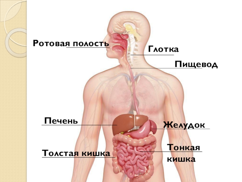 Желудок расположение в организме человека фото