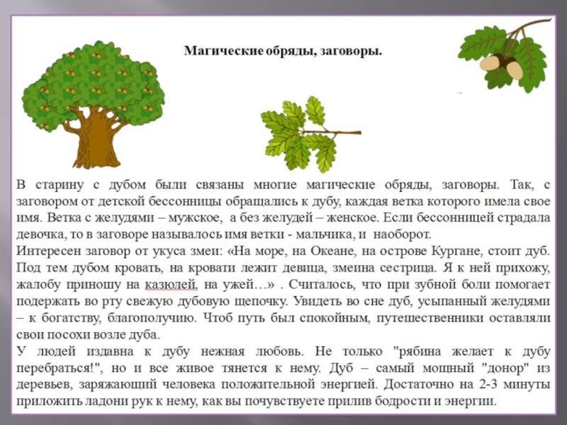Я живу в россии где дубы песня. Дуб описание 2 класс. Описание дуба 4 класс. Рассказ о дубе. Доклад о дереве.