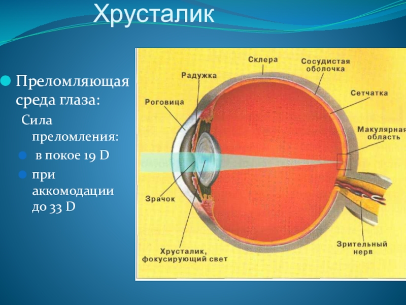 Регулирует количество света проходящего в глаз. Строение хрусталика глаза анатомия. Рефракция хрусталика глаза. Оптическое строение глаза. Хрусталики глаза строение глаза.