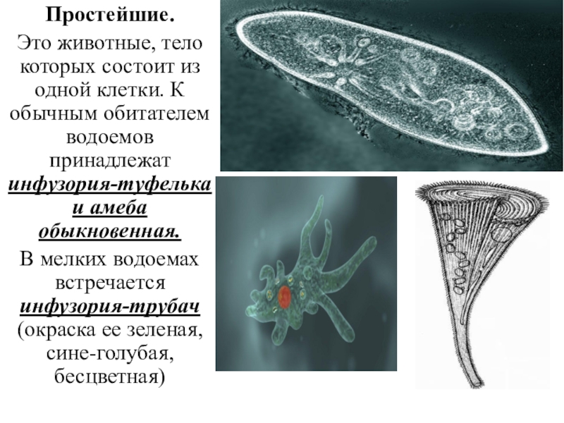 Простейшие это