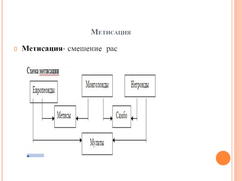 Человеческие расы критика расизма презентация