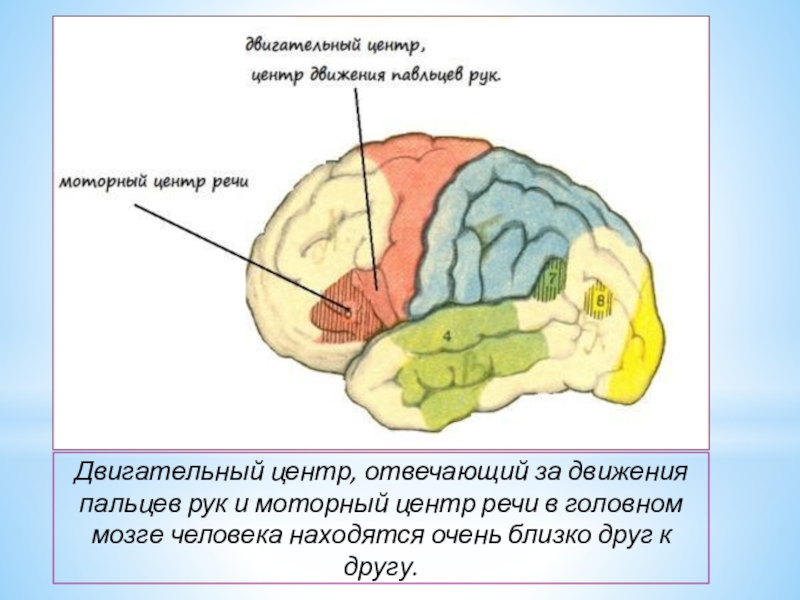 Развитие зон мозга. Зона мозга отвечающая за речь и моторика. Что в мозге отвечает за речь. Отделы мозга,отвечающие за моторику. Связь мелкой моторики и речи.