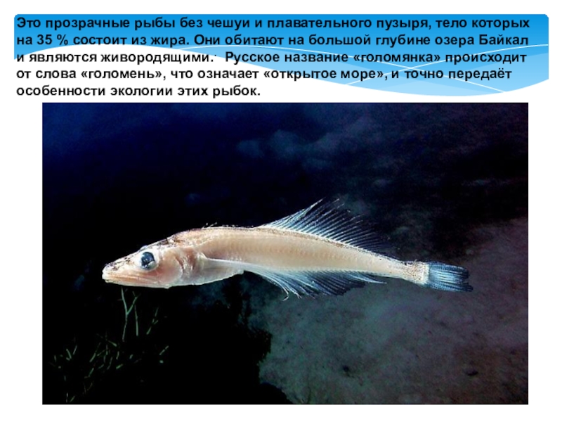 Это прозрачные рыбы без чешуи и плавательного пузыря, тело которых на 35 % состоит из жира. Они обитают