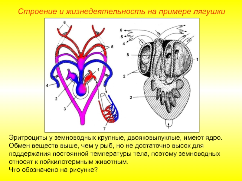 Сердце первых наземных позвоночных. Строение земноводных. Внутреннее строение амфибий. Внутреннее строение земноводных. Внутренне строение земноводных.