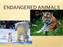 Презентация по английскому языку на тему Endangered rare animals (9 класс)