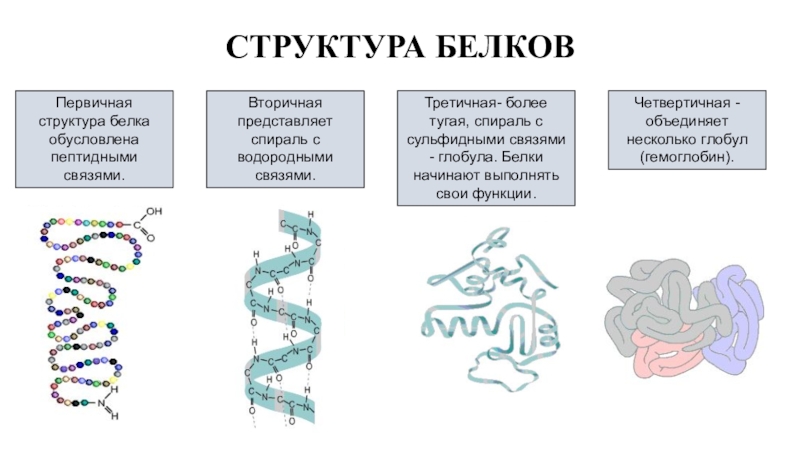 Вторичная структура белка форма