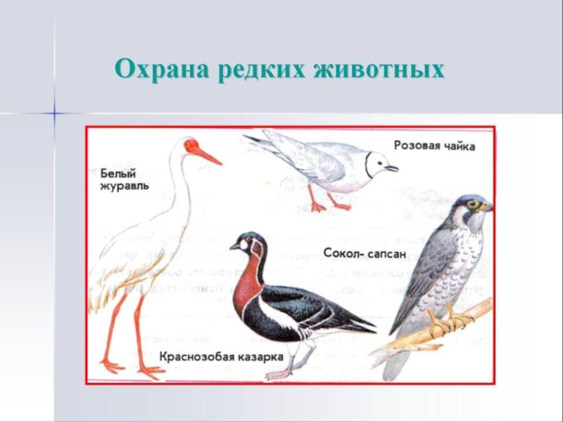 Подпиши рисунки животных арктических пустынь и тундры внесенных в красную книгу россии