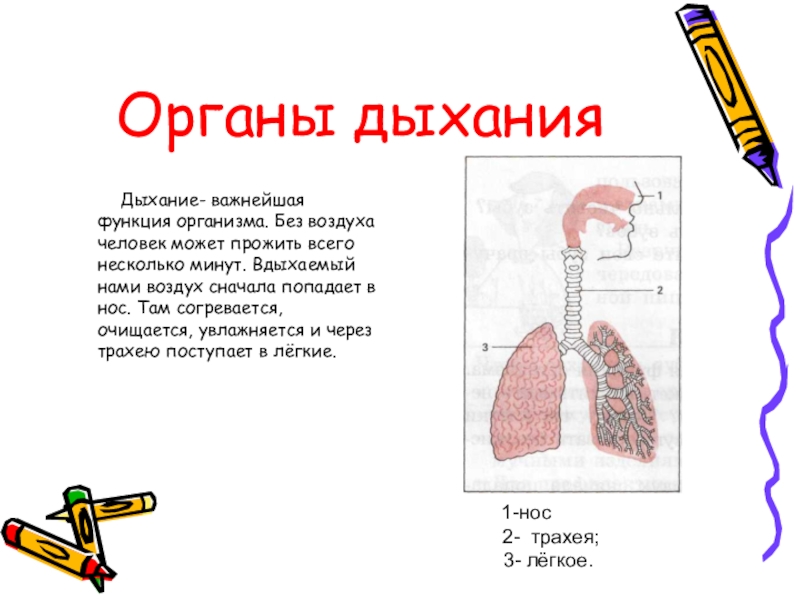 Легкие доклад 3 класс. Органы дыхания. Дыхательная система для дошкольников. Доклад дыхание. Берегите дыхательную систему.