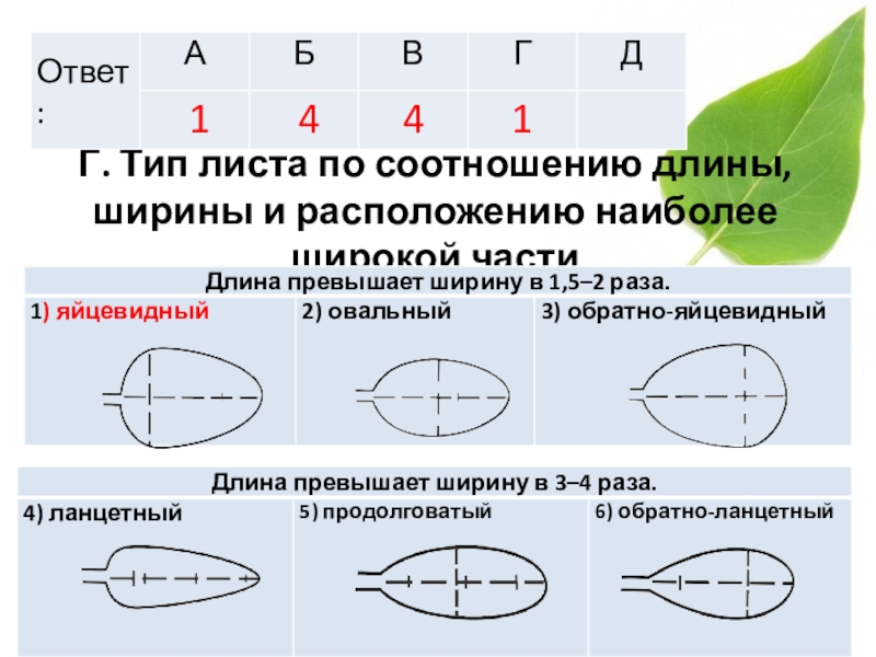 Соотношение длины и ширины листа. Типы листа по соотношению длины и ширины. Типилиста по соотношению длины. Тип листа по соотношению длины ширины и по расположению. Тип растения по соотношению длины и ширины.