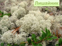 Презентация у уроку  Лишайникии-симбиоз гриба и водросли