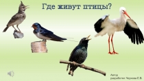 Презентация по познавательному развитию Где живут птицы?