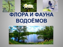 Презентация по биологии Флора и фауна водоёмов