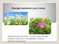 Презентация по кубановедению на тему Лекарственные растения. Правила сбора и использование лекарственных растений.