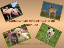 Презентация Домашние животные и их польза подготовительная группа