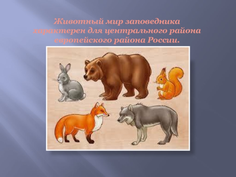 Животный мир заповедника характерен для центрального района европейского района России.