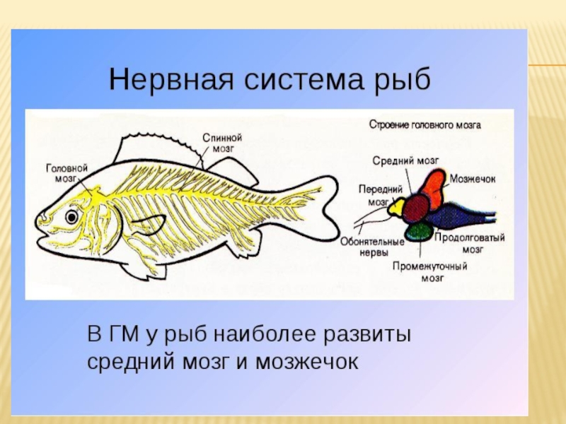 Какие отделы мозга у рыб. Нервная система рыб схема. Строение нервной системы рыб. Нервная система костных рыб схема. Периферическая нервная система рыб.