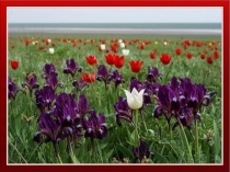 Презентация по окружающему миру на тему: Растения луга