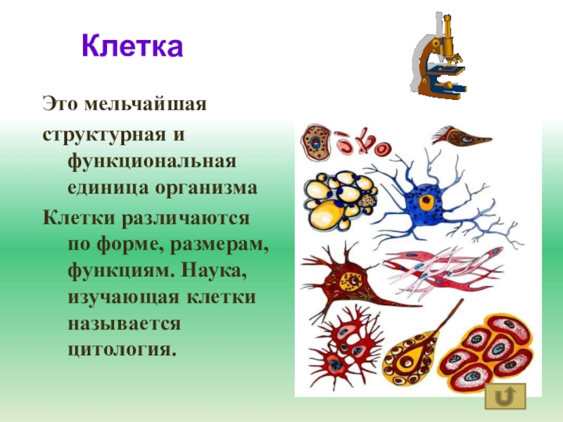 Клетка основная единица живого 5 класс. Функциональная единица организма. Клетка структурная и функциональная единица организма. Клетка структурная и функциональная единица организма 5. Основная структурная и функциональная единица организма это.