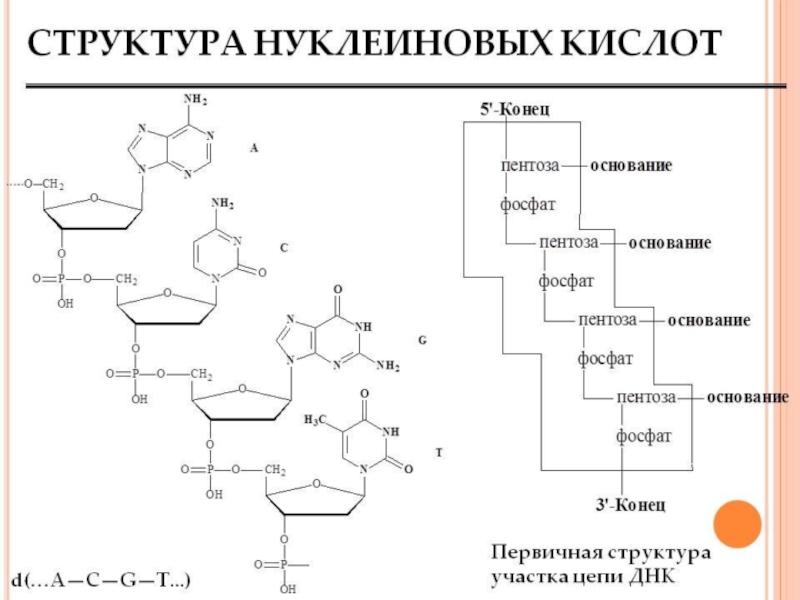 Структура нуклеиновых кислот презентация