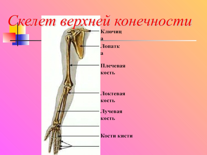 Скелет верхней конечности КлючицаЛопаткаПлечевая костьЛоктевая костьЛучевая костьКости кисти