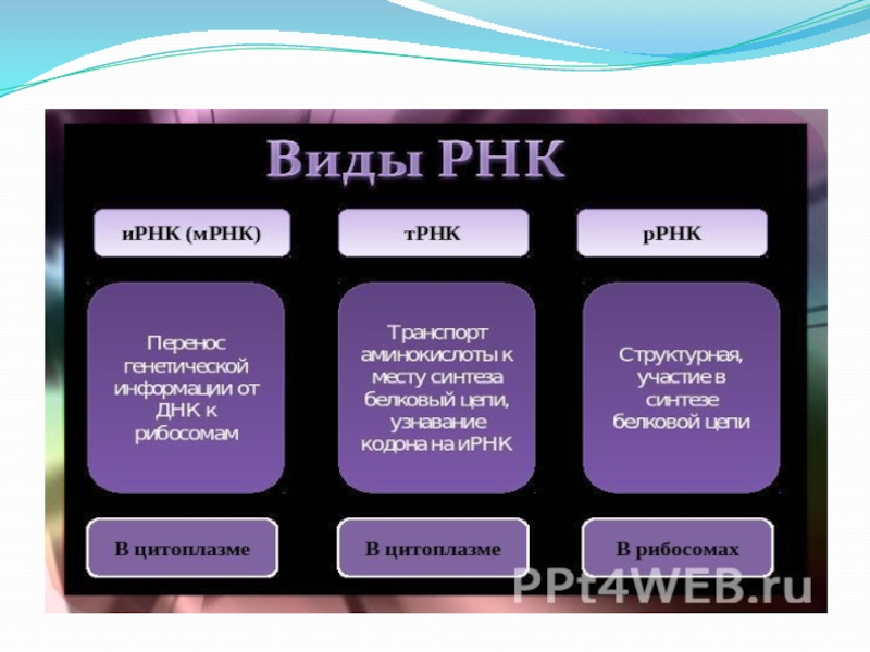 Процессы синтеза в живых клетках презентация 11 класс пономарева