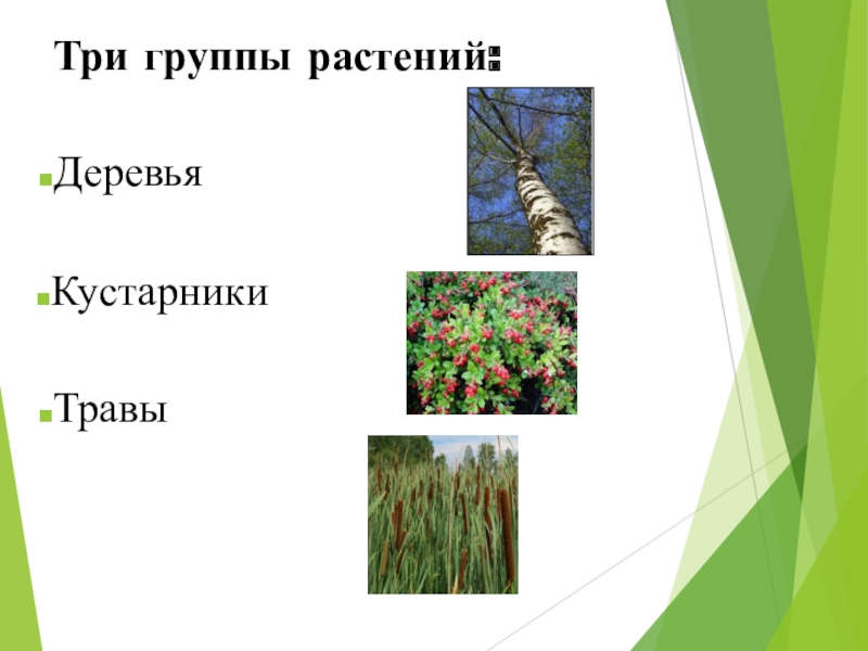 1 группа растений. Группы растений. Группа растений кустарники. Группы растений деревья кустарники и травы. Три группы растений.