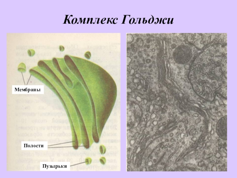 Комплекс гольджи мембраны. Гольджи мембраны. Комплекс Гольджи мембранный. Мембранные пузырьки комплекс Гольджи. Регенерация мембран комплекс Гольджи.