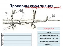 Презентация по биологии на тему Видоизменение корней у растений