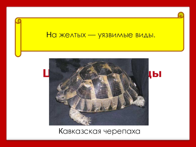 Уязвимая книга