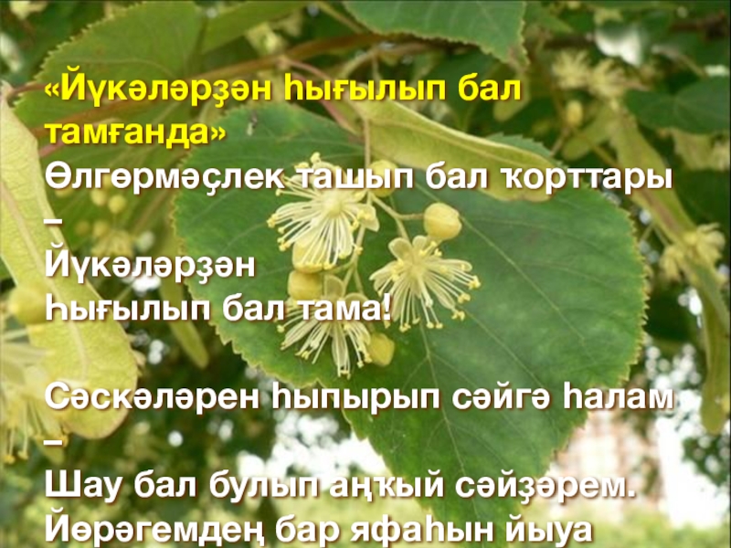 «Йүкәләрҙән һығылып бал тамғанда»Өлгөрмәҫлек ташып бал ҡорттары –ЙүкәләрҙәнҺығылып бал тама!Сәскәләрен һыпырып сәйгә һалам –Шау бал булып аңҡый