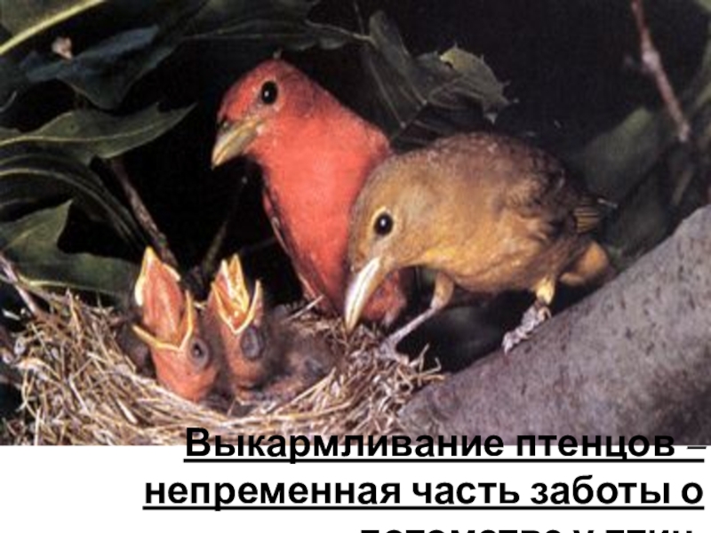 Хорошо развита забота о потомстве у птиц
