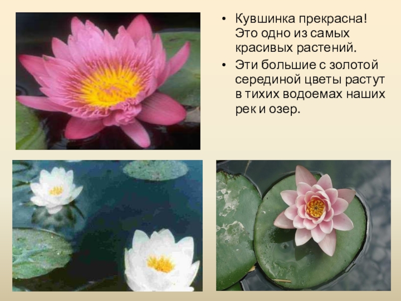 Охраняемые растения иркутской области фото