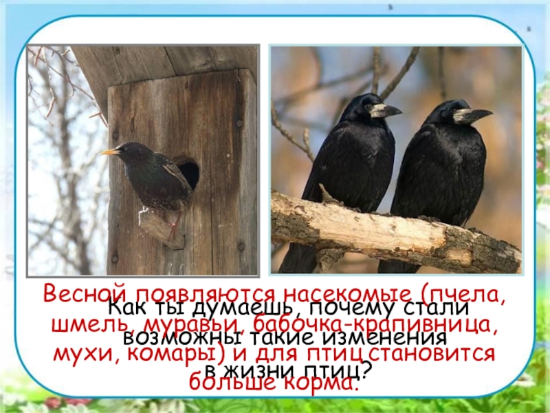 Весной появляюсь. Весеннее изменение в жизни птиц. Изменение в жизни птиц весной. Жизнь птиц весной 2 класс. Весной появляются насекомые.