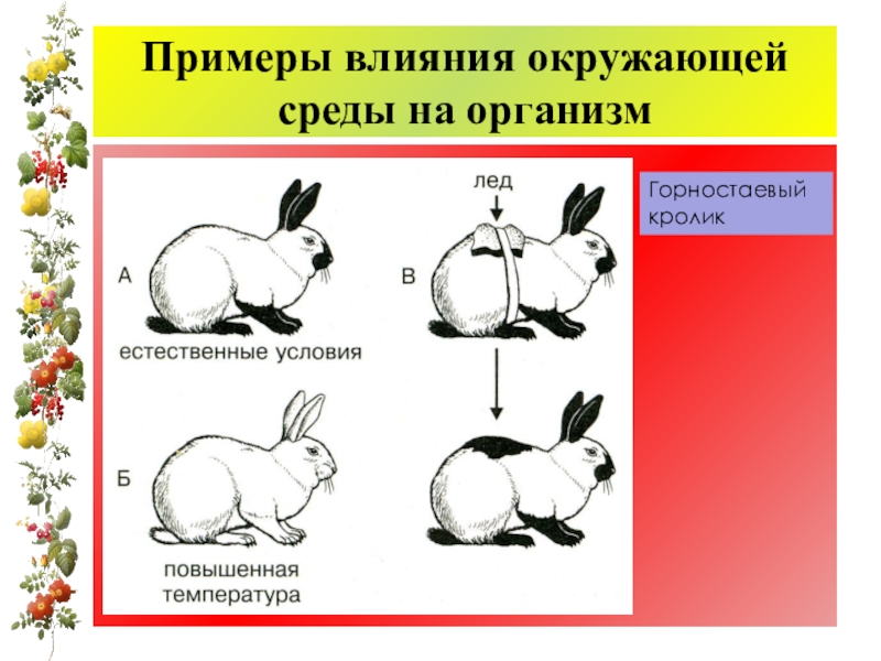 На рисунке изображены горностаевые кролики. Фенотипическая изменчивость животных. Модификационная изменчивость кролик. Фенотипическая изменчивость кролика. Ненаследственная изменчивость кролики.