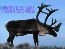 Презентация  Животные ХМАО
