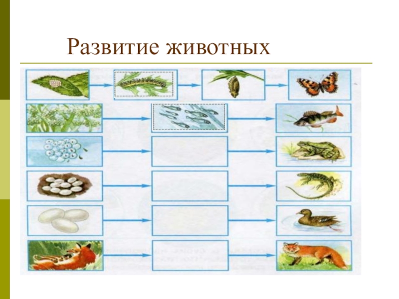 Презентация размножение животных 3 класс плешаков. Окружающий мир размножение и развитие животных. Размножение и развитие животных 3 класс окружающий мир. Окружающий мир 3 класс развитие животных размножение животных. Размножение и развитие животных 3 класс окружающий мир Плешаков.