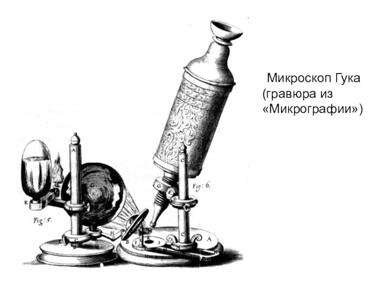 Первый микроскоп гука