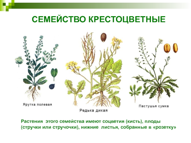 СЕМЕЙСТВО КРЕСТОЦВЕТНЫЕРастения этого семейства имеют соцветия (кисть), плоды (стручки или стручочки), нижние листья, собранные в «розетку»