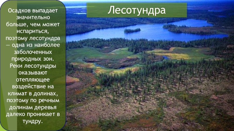 Лесотундра осадки. Лесотундра климат. Климат лесотундры в России. Тундра и лесотундра климат. Зона лесотундры климат.