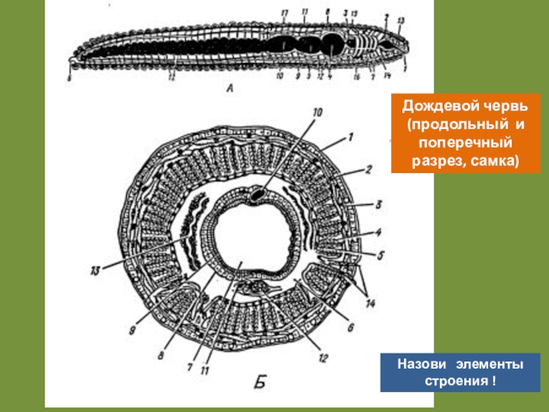 Поперечный разрез. Поперечный срез ленточного червя. Дождевой червь в разрезе. Продольный и поперечный разрез. Схема продольного разреза дождевого червя.