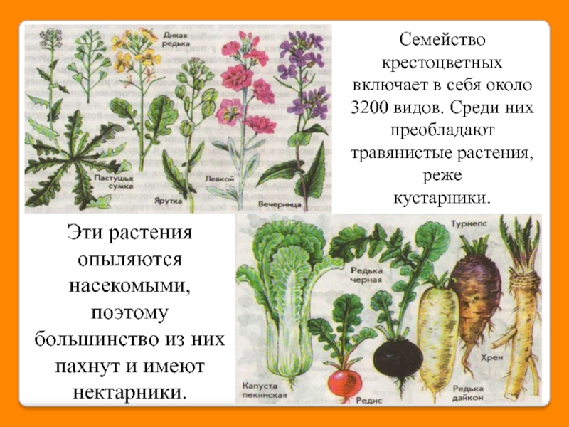 Однолетнее овощное растение семейства крестоцветных