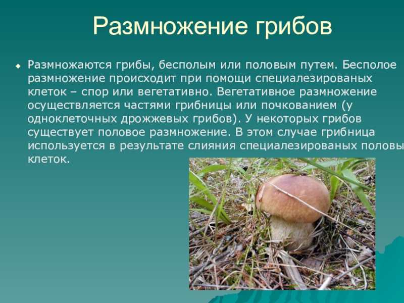 Путем грибной мудрости. Белый гриб половое или бесполое размножение. Как размножаются грибы. Грибы размножаются половым путем. Половое размножение гриба.